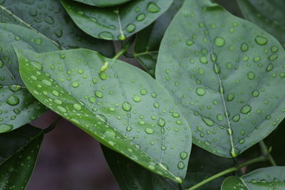 Close-up of raindrops on leaves