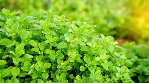 Close-up of fresh green leaves