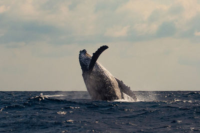 Southern right whales in hermanus, cape town south africa