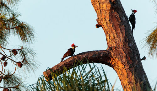 Three juvenile pileated woodpecker birds dryocopus pileatus on a tree in naples, florida