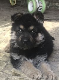 High angle view of dog lying down