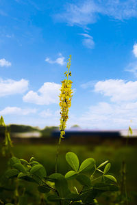 Close-up of plant growing on field against sky