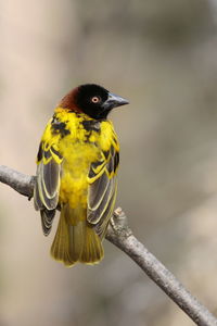 Weaver bird