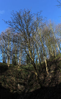 Low angle view of trees against sky