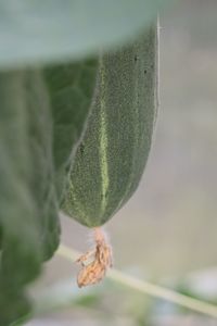 Close-up of succulent plant