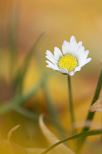 Close-up of white daisy