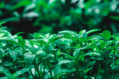 Close-up of green leaves