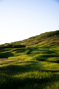 Scenic view of field against clear sky