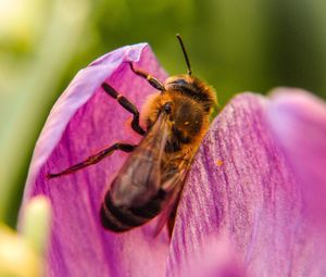 Close-up of bee on purple flower