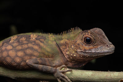 Close-up of lizard on wood