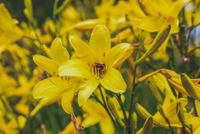 Close-up of bee pollinating on yellow flower