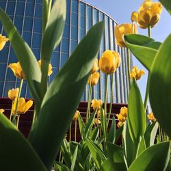 Close-up of yellow flowers