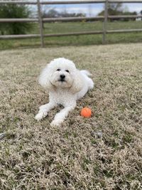 Playing ball with dog