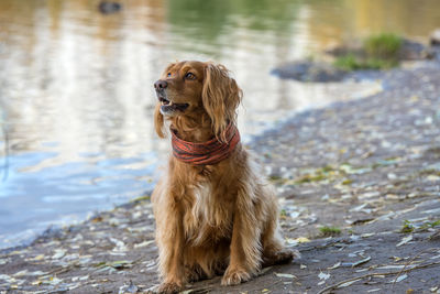 Dog looking away while standing on lake