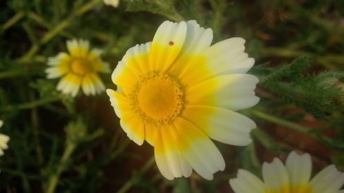 Close-up of yellow flower blooming outdoors