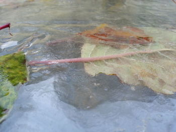 Close-up of turtle in water