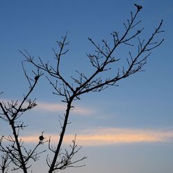 Low angle view of silhouette bird perching on bare tree against sky