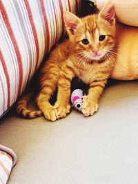 Cat relaxing on bed at home