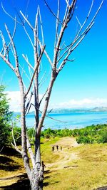 Scenic view of tree by sea against blue sky