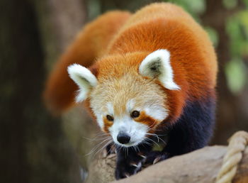 Close-up of red panda