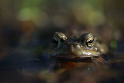 Close-up of turtle in water