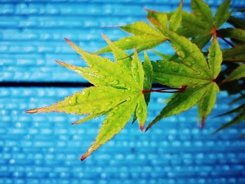 Close-up of maple leaves on plant