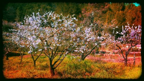 Cherry blossom trees in park during autumn