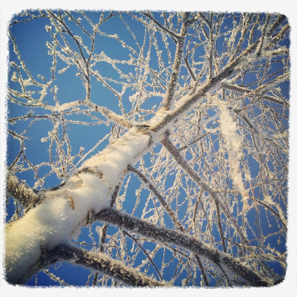 transfer print, branch, tree, low angle view, auto post production filter, bare tree, nature, winter, beauty in nature, growth, snow, cold temperature, season, day, outdoors, white color, clear sky, frozen, no people, sky