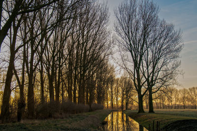 Bare trees on field at sunset