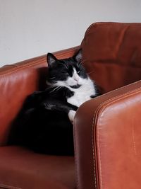 Cat lying on sofa