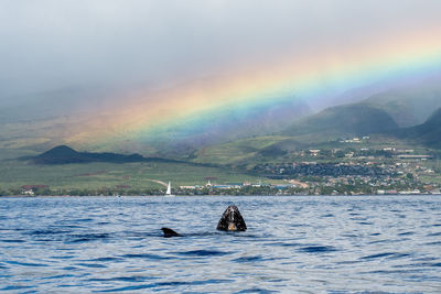 Whales and rainbows