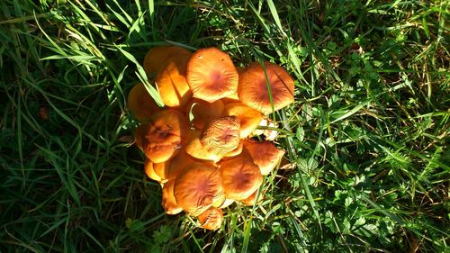 Mushrooms growing on grassy field