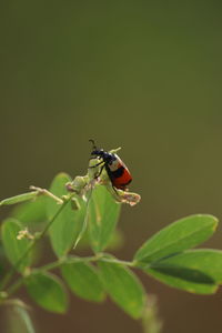 Close-up of insect on plant