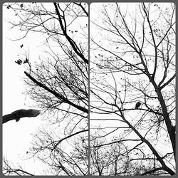 Low angle view of bare trees against sky