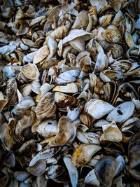 High angle view of shells for sale