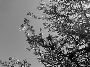 Low angle view of tree against sky