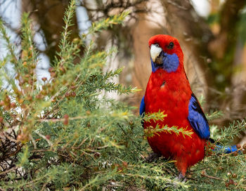 Close-up of parrot perching on tree