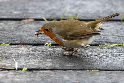A close-up of a robin redbreast with an insect in its beak.