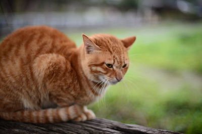 Close-up of ginger cat sitting outdoors