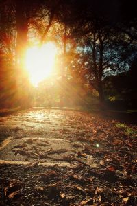 Sun shining through trees