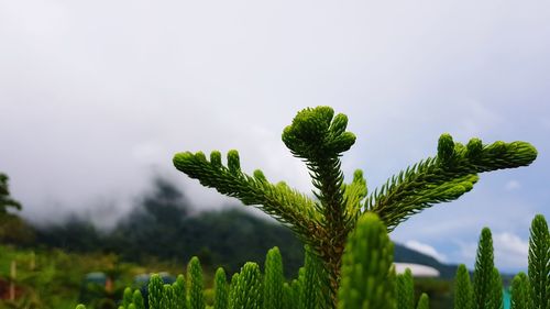 Close-up of fresh green plant against sky