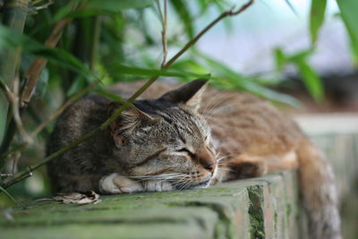 Close-up of cat relaxing on grass