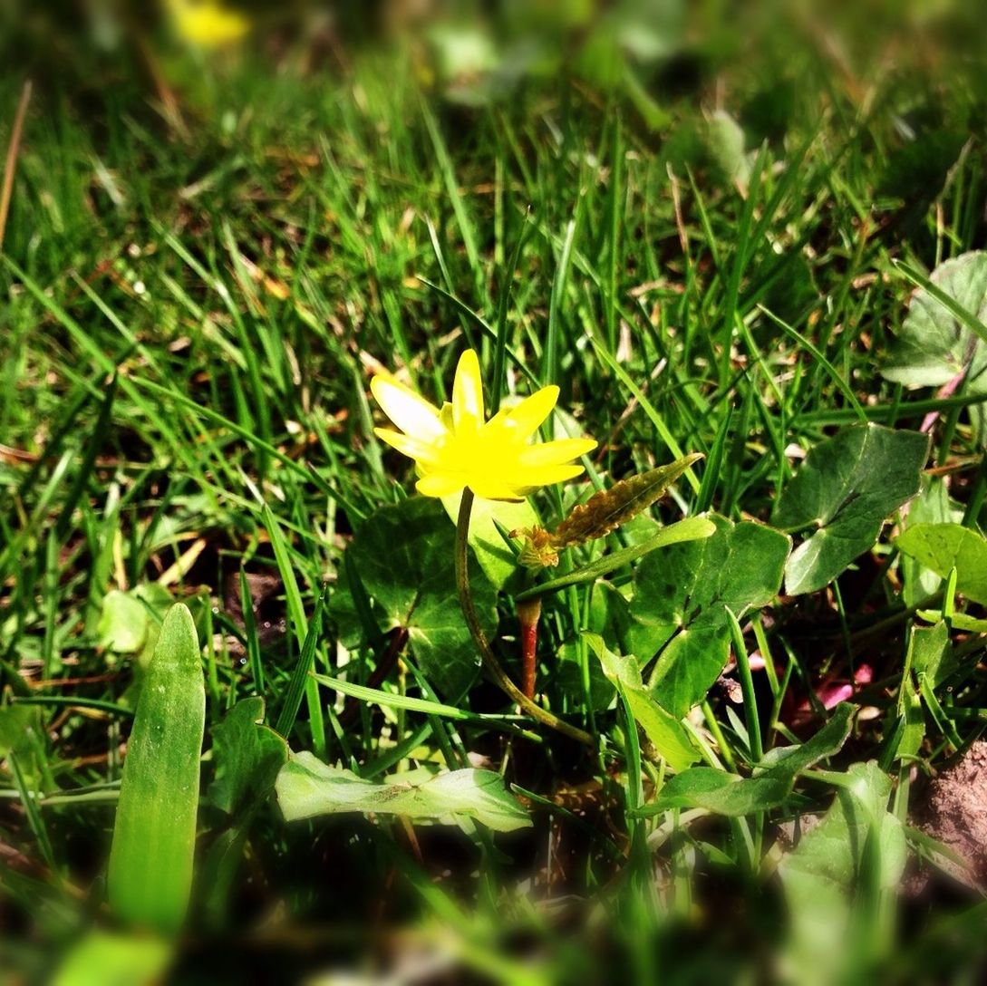 flower, fragility, freshness, petal, growth, grass, field, flower head, beauty in nature, green color, yellow, nature, blooming, plant, single flower, high angle view, selective focus, close-up, leaf, grassy