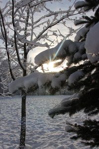 Close-up of snow on tree during winter