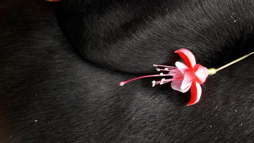 High angle view of black flower