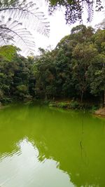 Scenic view of lake in forest