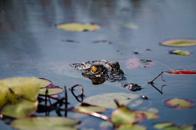 Close-up of crocodile 