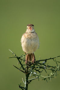 Close-up of bird perching on branch