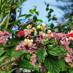 Close-up of pink flowering plants