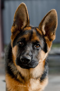 Image close-up portrait of a german shepherd puppy